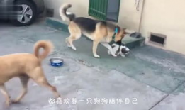 狗咬人视频,街头恶犬咬人事件全程回顾